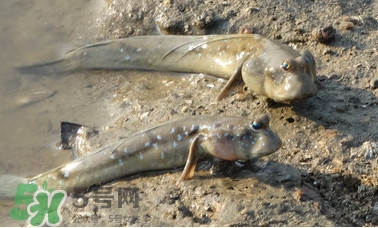 彈涂魚(yú)是兩棲動(dòng)物嗎？彈涂魚(yú)營(yíng)養(yǎng)價(jià)值有哪些