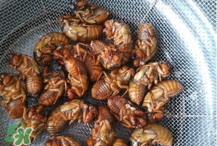 蟬蛹怎么處理？蟬蛹怎么保存