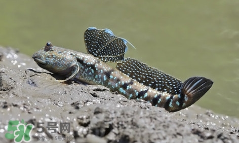 彈涂魚怎么吃？彈涂魚怎么燒好吃