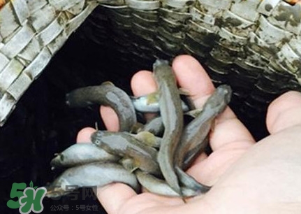 跳跳魚刺多嗎？跳跳魚小孩可以吃嗎