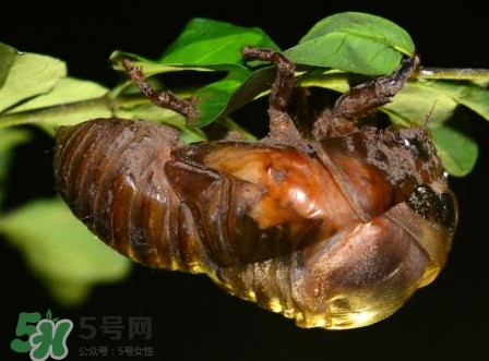 水煮蟬蛹怎么做？蟬蛹煮多久可以熟？