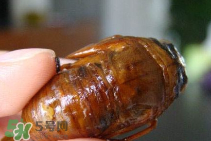 幼蟬猴怎么抓？幼蟬猴什么時候抓最好
