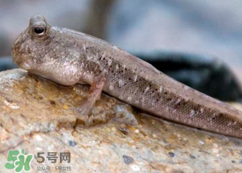 跳跳魚是什么魚？跳跳魚是不是泥鰍