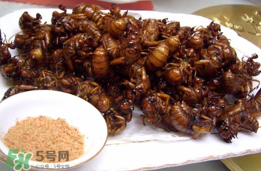 蟬蛹里面黑色的能吃嗎？蟬蛹是怎么形成的