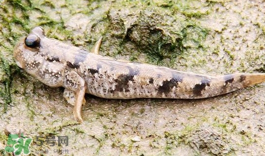 彈涂魚多少錢一斤？彈涂魚有毒嗎