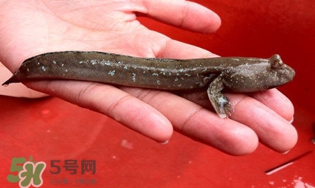 彈涂魚怎么吃？彈涂魚怎么燒好吃