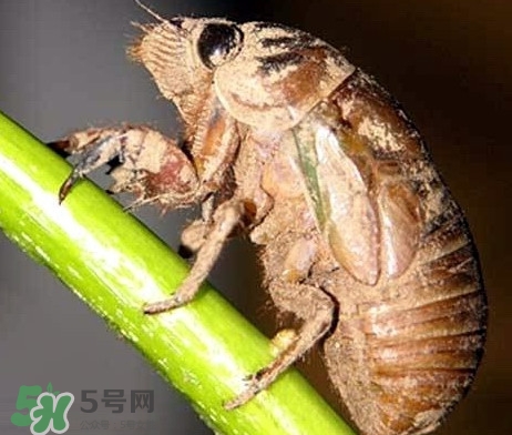 蟬蛹什么時候出來？蟬蛹什么時候最多