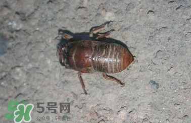幼蟬猴怎么做好吃？幼蟬猴有什么營(yíng)養(yǎng)價(jià)值