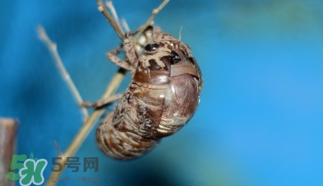 幼蟬猴怎么保存？幼蟬猴怎么清洗