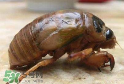 幼蟬猴怎么保存？幼蟬猴怎么清洗