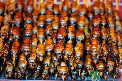 吃知了猴有什么好處？吃知了猴的好處與壞處