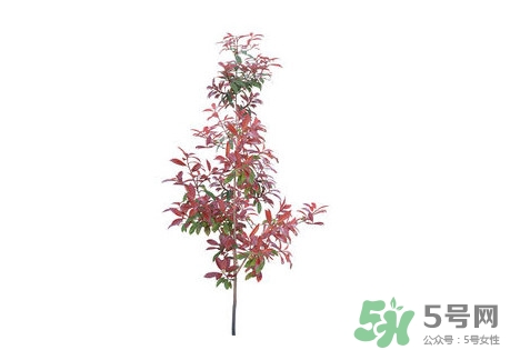 紫葉李什么時(shí)候開(kāi)花？紫葉李什么時(shí)候成熟