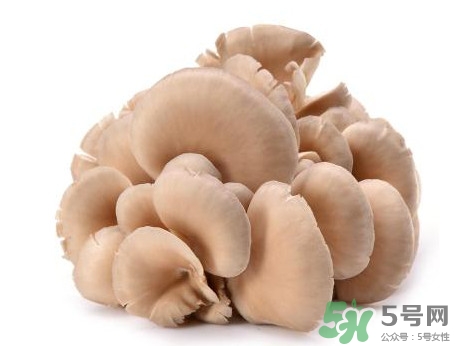 平菇怎么吃最有營養(yǎng)？平菇長白毛還能吃嗎