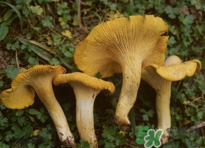 雞油菌多少錢一斤？雞油菌和雞樅菌有什么區(qū)別