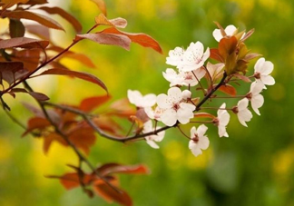 紫葉李什么時候開花？紫葉李什么時候成熟