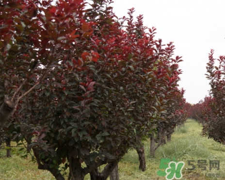 紫葉李什么時(shí)候開(kāi)花？紫葉李什么時(shí)候成熟