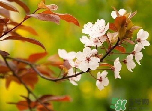 紫葉李什么時(shí)候開(kāi)花？紫葉李什么時(shí)候成熟