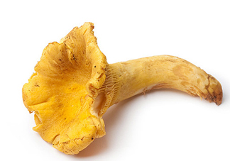 雞油菌多少錢一斤？雞油菌和雞樅菌有什么區(qū)別