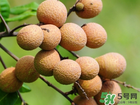龍眼每天吃多少合適？龍眼一天最多吃幾個(gè)