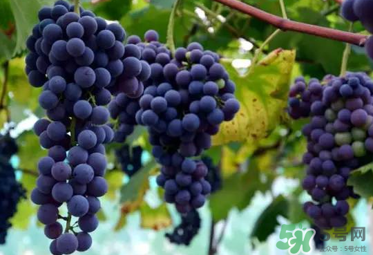 夏黑葡萄為什么掉色？夏黑葡萄怎么會(huì)染色？