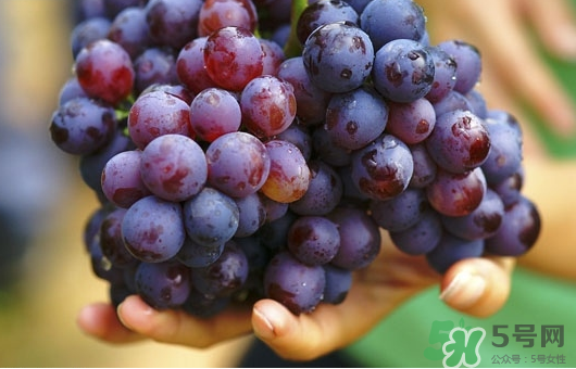 夏黑葡萄可以釀酒嗎？夏黑葡萄怎么自釀酒？