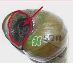 田螺里面都可以吃嗎？田螺不能和什么同食
