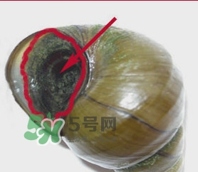 吃田螺有什么好處？田螺哪些部位不能吃