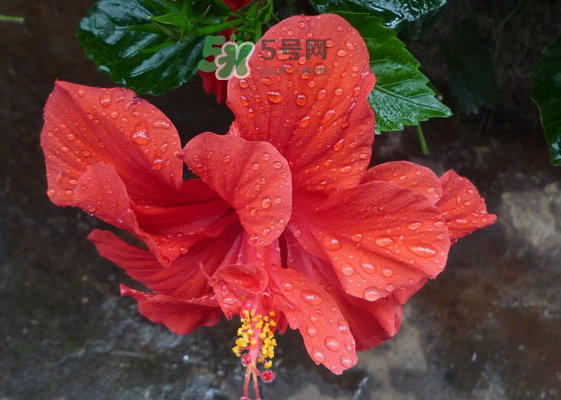 2017大暑會(huì)不會(huì)下雨？2017大暑下雨好嗎？