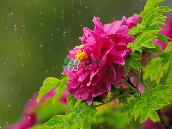 2017大暑會(huì)不會(huì)下雨？2017大暑下雨好嗎？