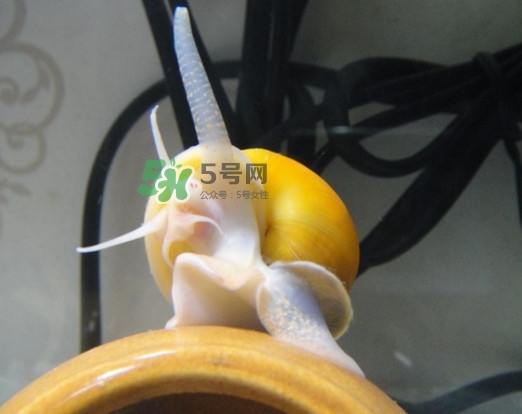 福壽螺是什么樣的？福壽螺和田螺的區(qū)別