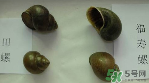 福壽螺吃了會怎樣？福壽螺有什么危害？