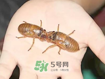 爬叉什么時(shí)候出來(lái)？爬叉怎么保存