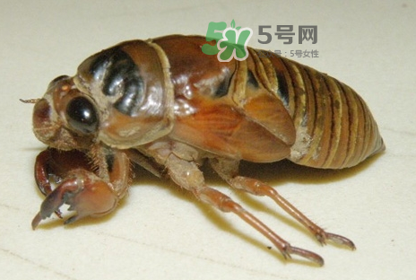 金蟬有什么營(yíng)養(yǎng)價(jià)值？吃金蟬有什么好處？