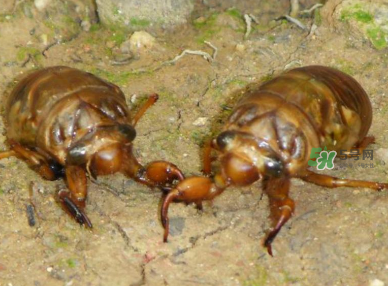 金蟬有什么營(yíng)養(yǎng)價(jià)值？吃金蟬有什么好處？