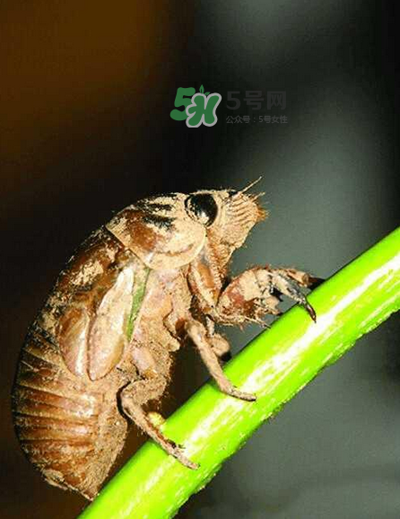 金蟬有寄生蟲嗎？金蟬有毒嗎？