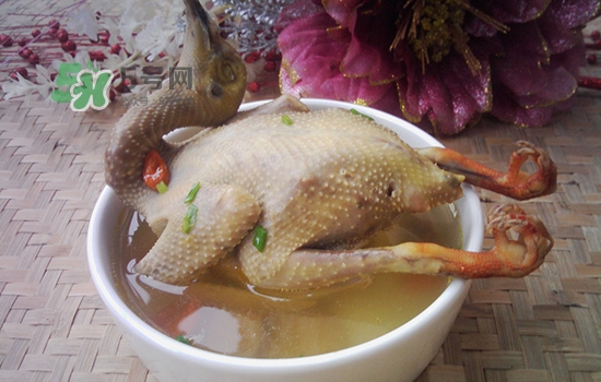 三伏天能吃鴿子嗎？三伏天能喝鴿子湯嗎？