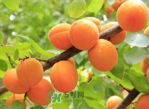 黃桃為什么用鹽水泡？黃桃為什么要用鹽水泡？