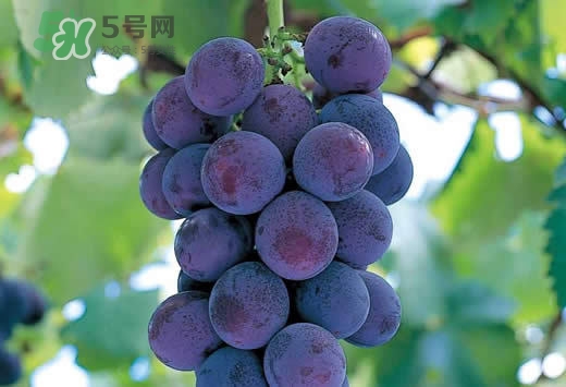 巨峰葡萄是酸性還是堿性？巨峰葡萄是堿性的嗎？