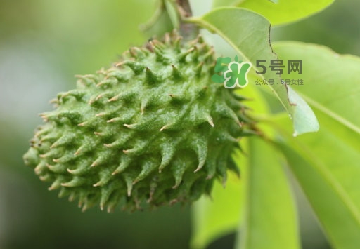 刺果番荔枝怎么吃？釋迦和刺果番荔枝區(qū)別