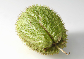 刺果番荔枝多少錢一斤？刺果番荔枝哪里有賣？