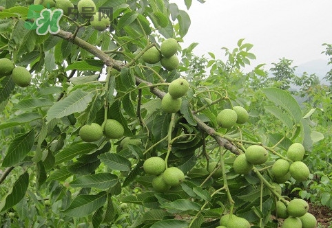 青皮核桃營養(yǎng)價值高嗎？青皮核桃怎么挑選