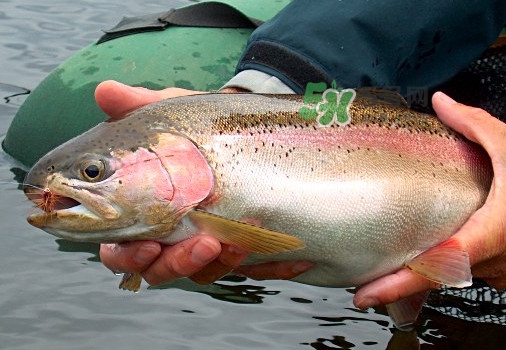 鱒魚(yú)可以生吃嗎？鱒魚(yú)是海魚(yú)還是淡水魚(yú)