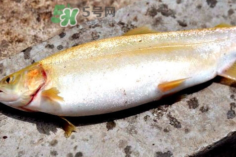 鱒魚怎么讀？鱒魚怎么做好吃