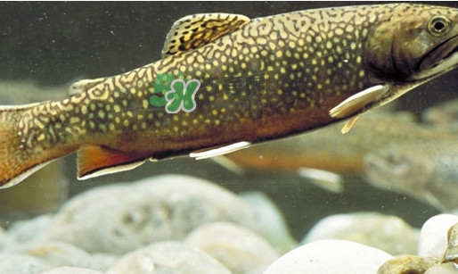 鱒魚怎么讀？鱒魚怎么做好吃