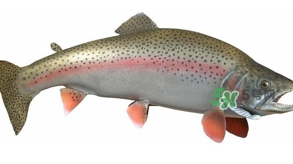 鱒魚是三文魚嗎？鱒魚是什么魚