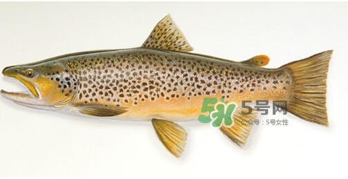 鱒魚(yú)可以生吃嗎？鱒魚(yú)是海魚(yú)還是淡水魚(yú)