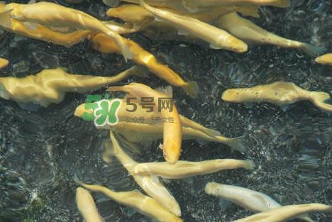 金鱒魚多少錢一斤？金鱒魚刺多嗎