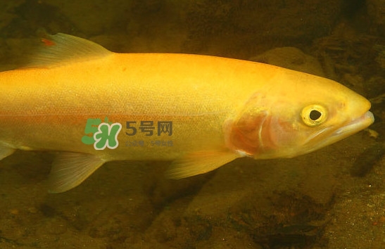 金鱒魚清蒸為什么變黑？食用金鱒魚有什么好處
