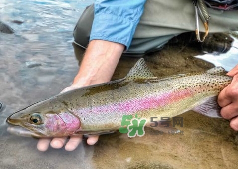鱒魚(yú)可以生吃嗎？鱒魚(yú)是海魚(yú)還是淡水魚(yú)