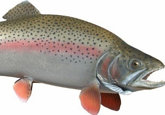 鱒魚是三文魚嗎？鱒魚是什么魚